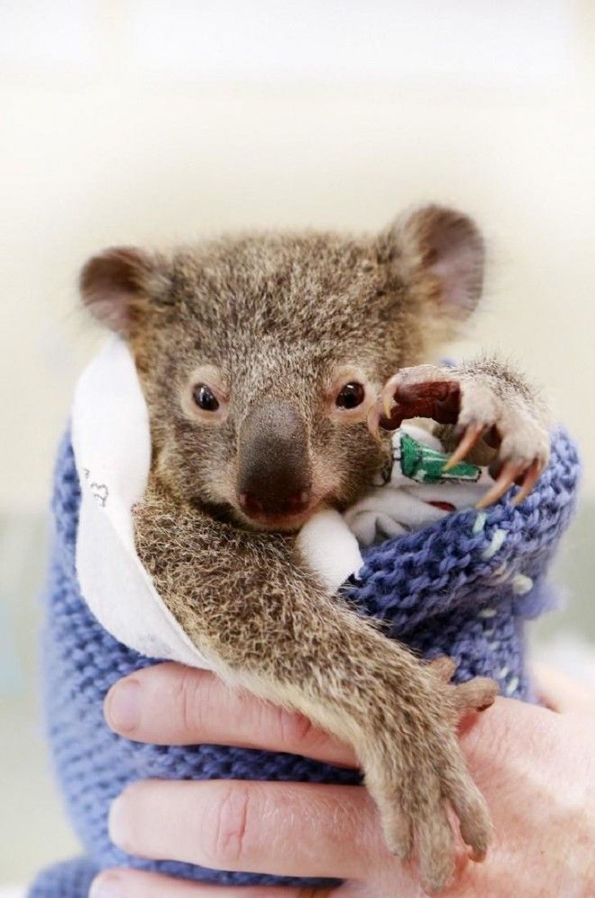 Малыш коала не отошел от матери во время операции 26