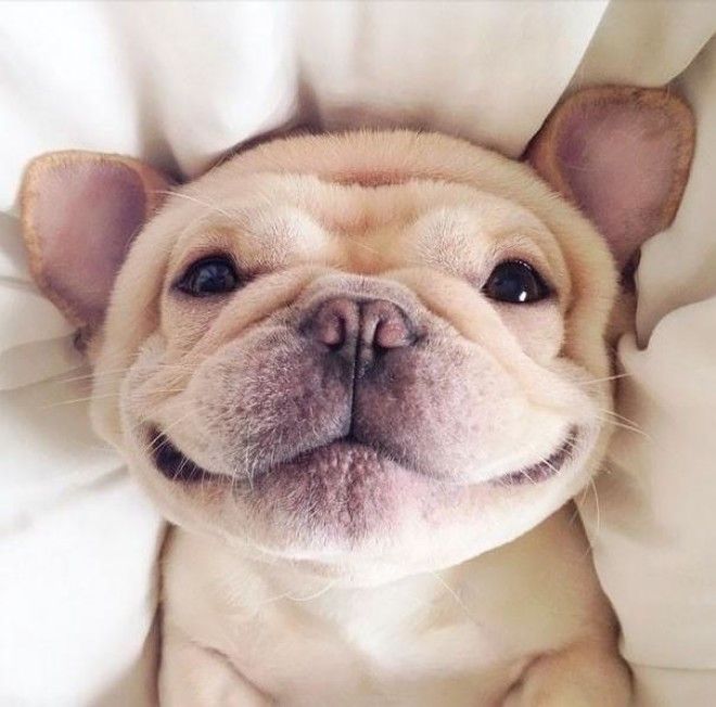 25 счастливых животных, которые подарят вам улыбку 23