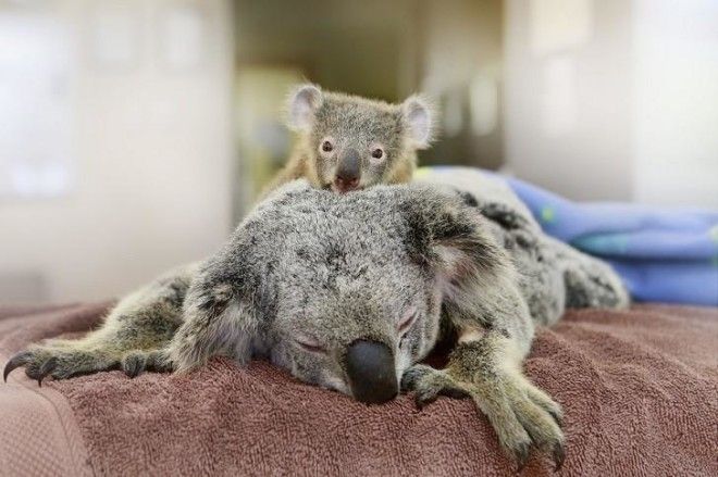 Малыш коала не отошел от матери во время операции 28