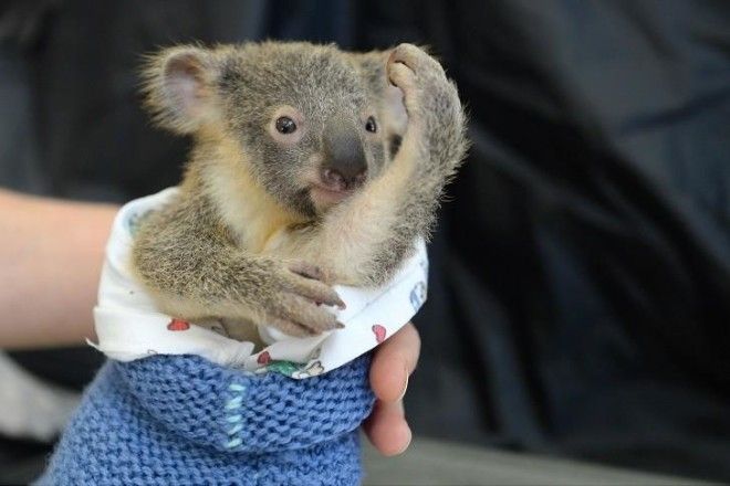 Малыш коала не отошел от матери во время операции 23