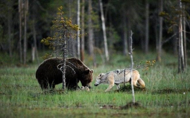 Необычная дружба волчицы и медведя в фотографиях финского фотографа 33