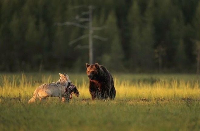 Необычная дружба волчицы и медведя в фотографиях финского фотографа 29