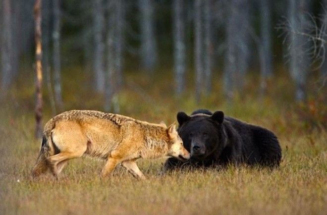 Необычная дружба волчицы и медведя в фотографиях финского фотографа 28