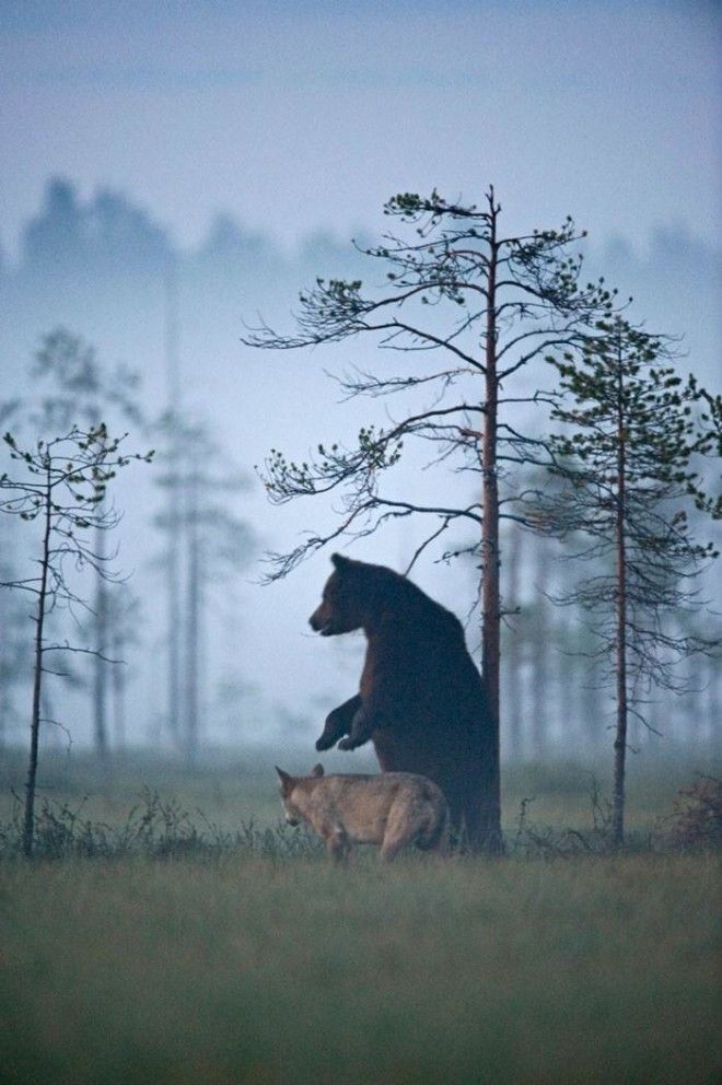 Необычная дружба волчицы и медведя в фотографиях финского фотографа 36
