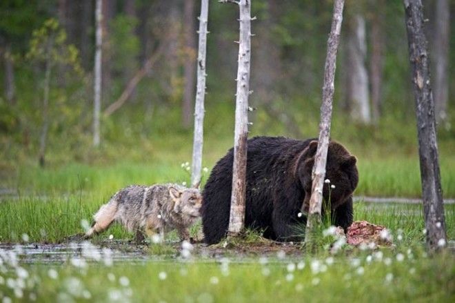 Необычная дружба волчицы и медведя в фотографиях финского фотографа 34