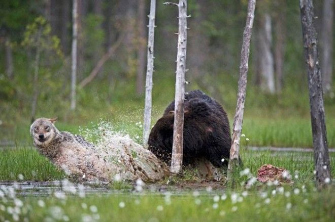 Необычная дружба волчицы и медведя в фотографиях финского фотографа 35