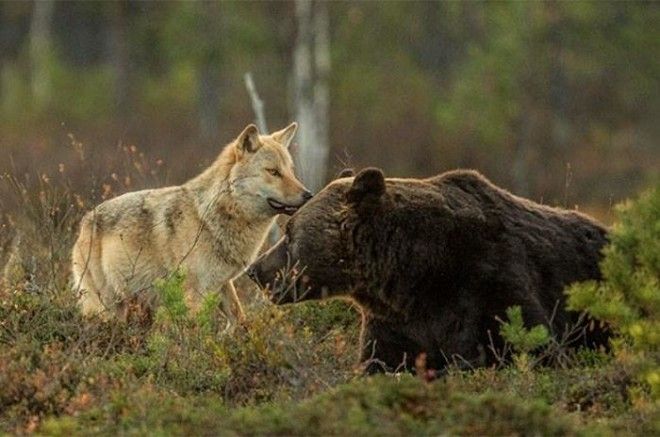 Необычная дружба волчицы и медведя в фотографиях финского фотографа 32