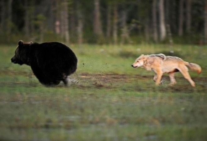 Необычная дружба волчицы и медведя в фотографиях финского фотографа 30