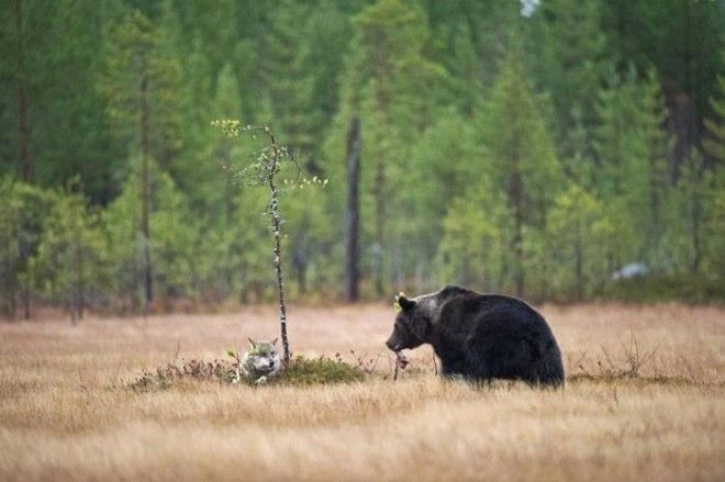 Необычная дружба волчицы и медведя в фотографиях финского фотографа 31