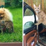 Россиянка живёт с котёнком пумы по кличке Лондон. Он был меньше своего друга-шпица, но теперь СЛЕГКА подрос