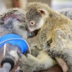 Малыш коала не отошел от матери во время операции