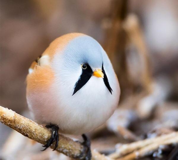 17 фотографий усатых синиц — самых круглых и мультяшных птиц в природе 52