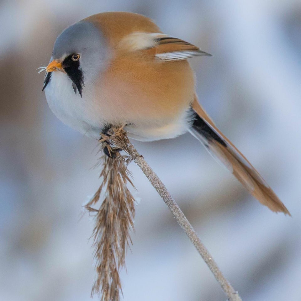 17 фотографий усатых синиц — самых круглых и мультяшных птиц в природе 55