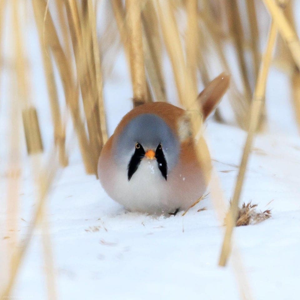17 фотографий усатых синиц — самых круглых и мультяшных птиц в природе 54