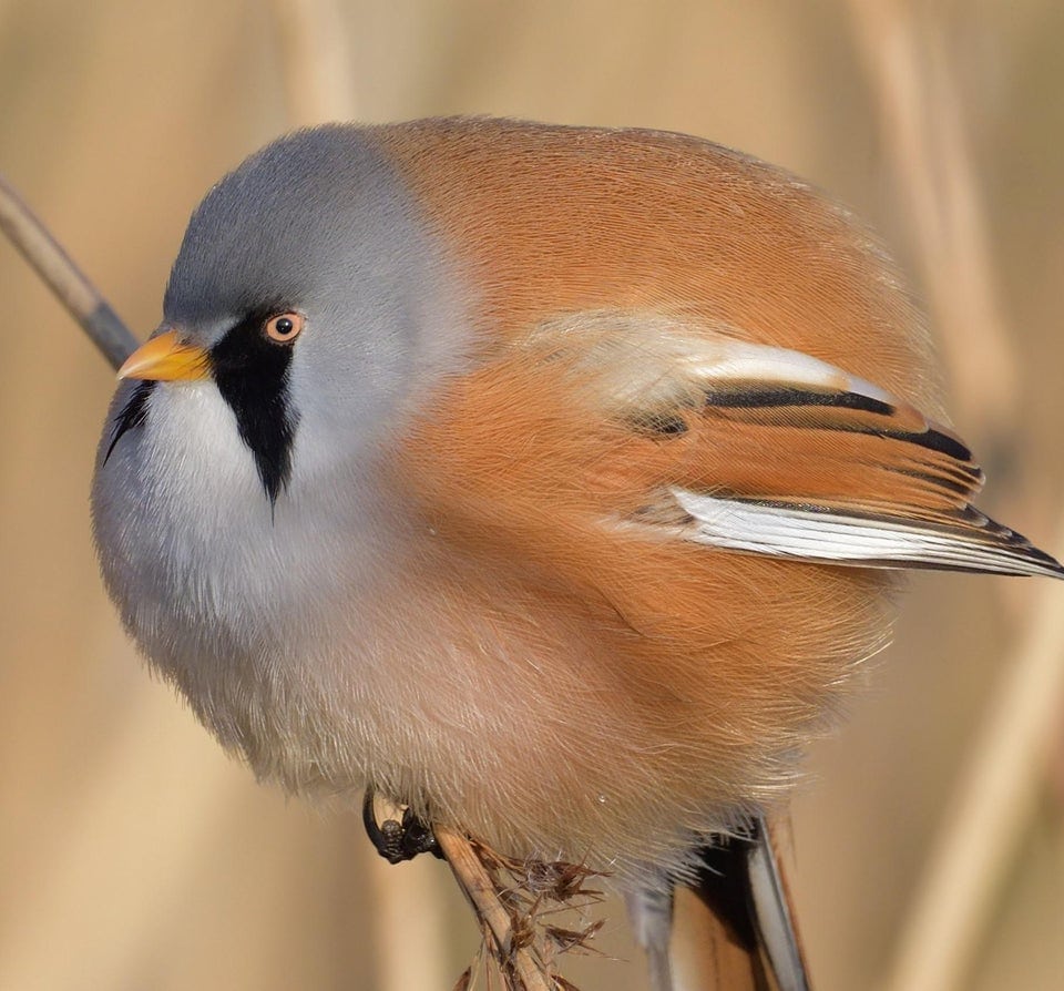 17 фотографий усатых синиц — самых круглых и мультяшных птиц в природе 57