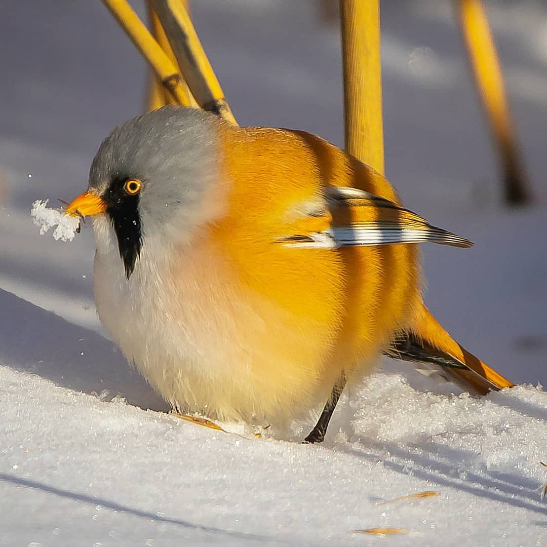 17 фотографий усатых синиц — самых круглых и мультяшных птиц в природе 68
