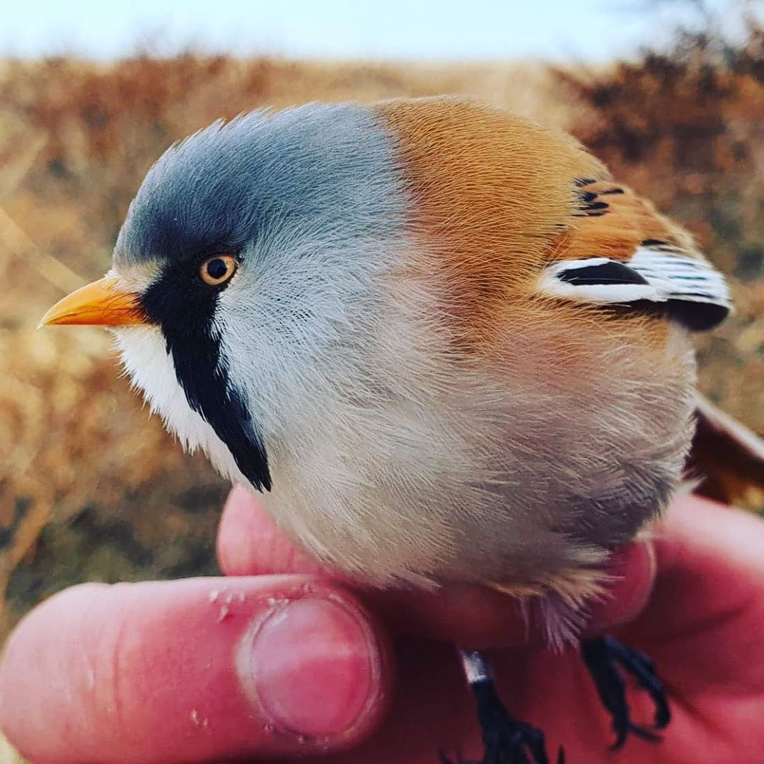 17 фотографий усатых синиц — самых круглых и мультяшных птиц в природе 53