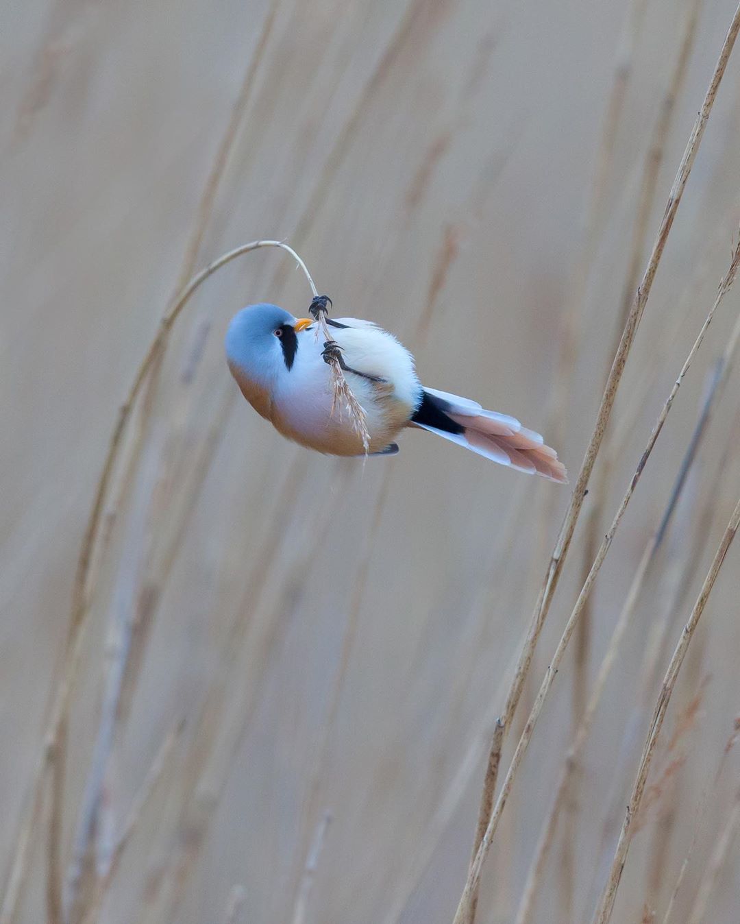 17 фотографий усатых синиц — самых круглых и мультяшных птиц в природе 60