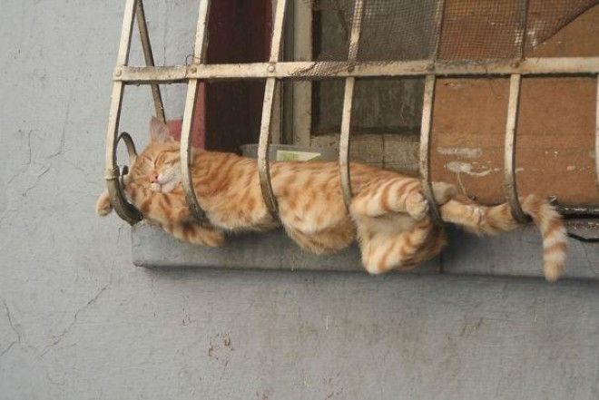 15 фотографий, которые доказывают, что кошки могут спать где угодно 28