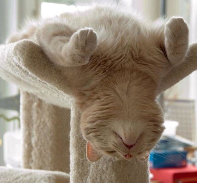 15 фотографий, которые доказывают, что кошки могут спать где угодно 31