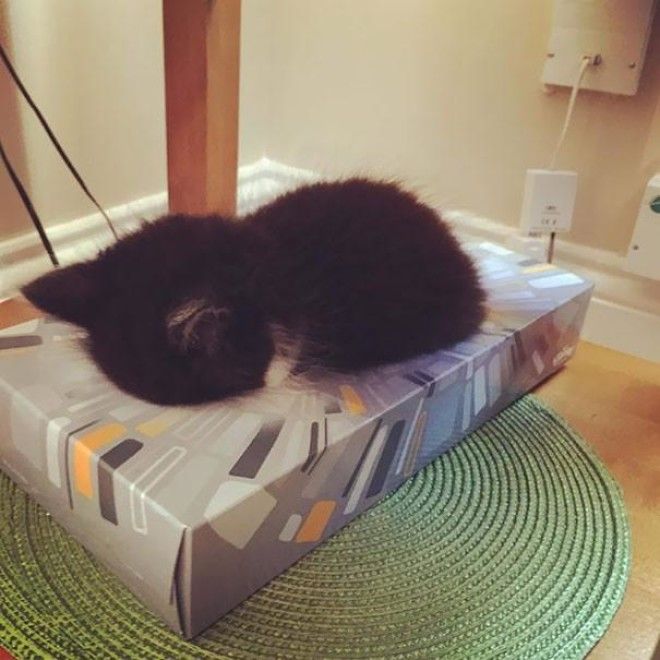 15 фотографий, которые доказывают, что кошки могут спать где угодно 39