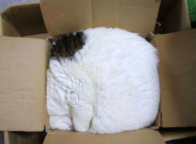 15 фотографий, которые доказывают, что кошки могут спать где угодно 40