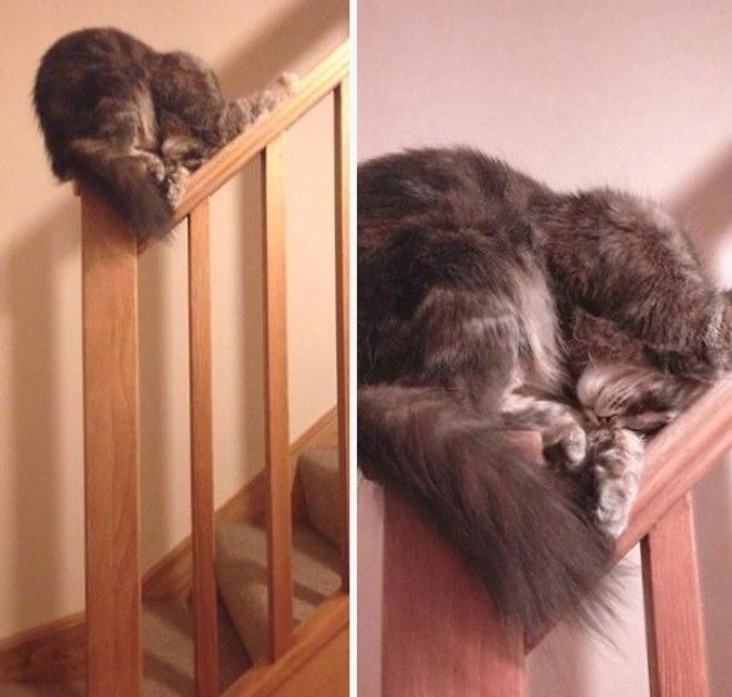 15 фотографий, которые доказывают, что кошки могут спать где угодно 37