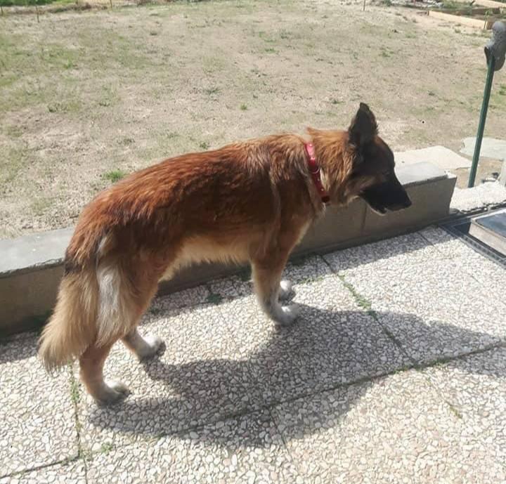 «Слишком поздно…»: собака нашла больницу, где лежал ее хозяин с COVID-19 10