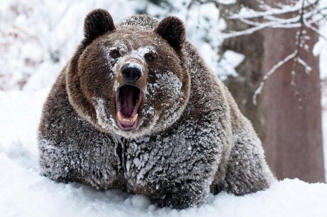 Что происходит с медведем во время зимней спячки? 12