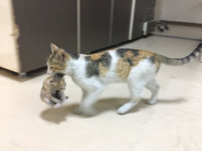 В Турции кошка принесла своего ребёнка в отделение скорой помощи. Человеческие врачи не могли им не помочь 20