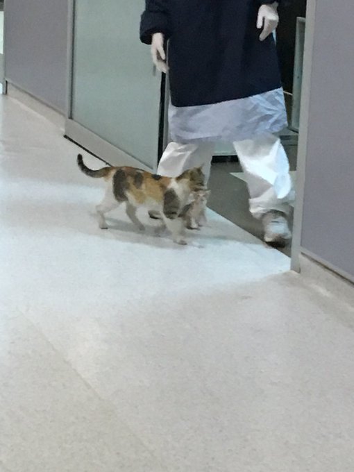 В Турции кошка принесла своего ребёнка в отделение скорой помощи. Человеческие врачи не могли им не помочь 21