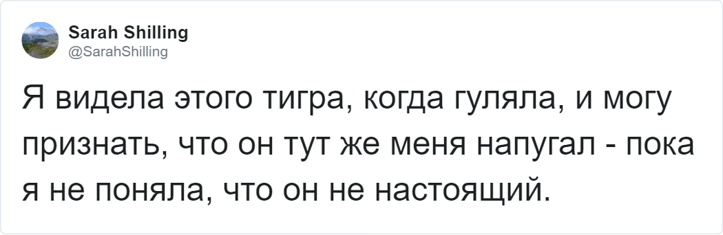 Тигра в британском лесу прибыла ловить полиция и вертолёт. Но операцию отменили, как только увидели его живьём 23