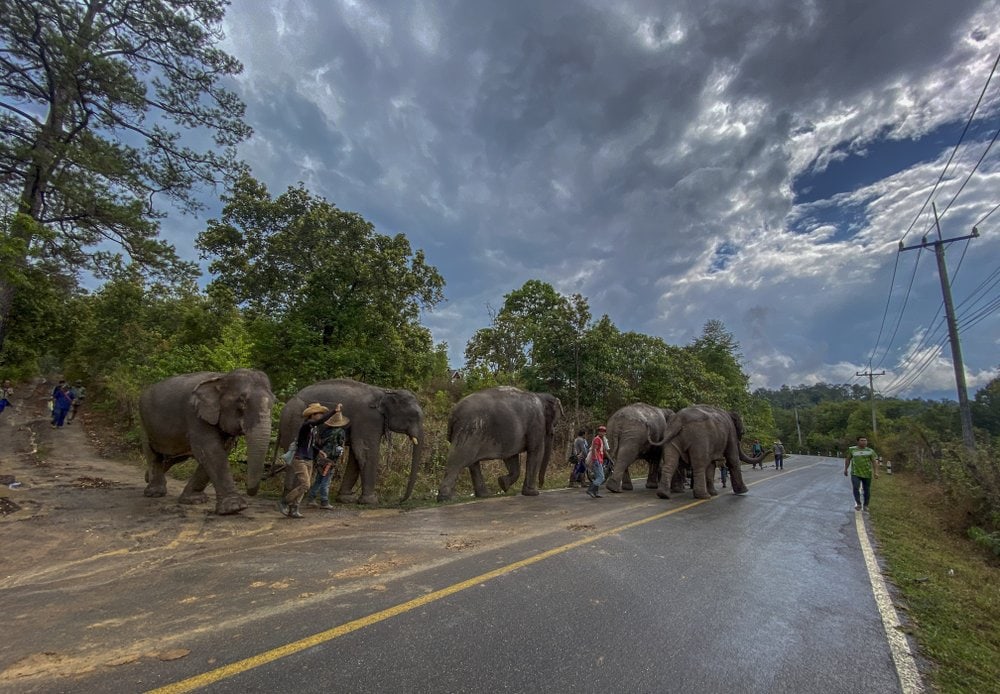 В Таиланде слонов возвращают в естественную среду обитания из-за COVID-19. К ним больше не приходят туристы 19