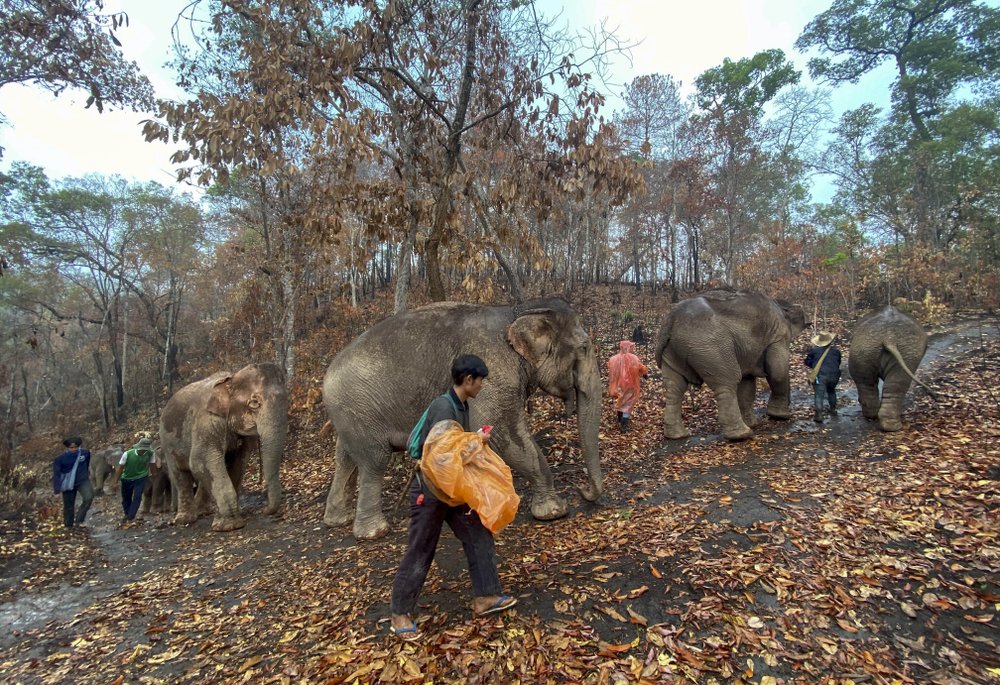 В Таиланде слонов возвращают в естественную среду обитания из-за COVID-19. К ним больше не приходят туристы 20