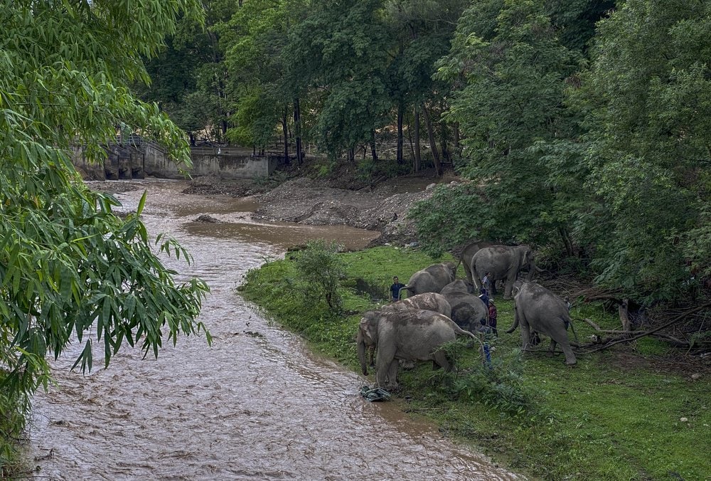 В Таиланде слонов возвращают в естественную среду обитания из-за COVID-19. К ним больше не приходят туристы 21