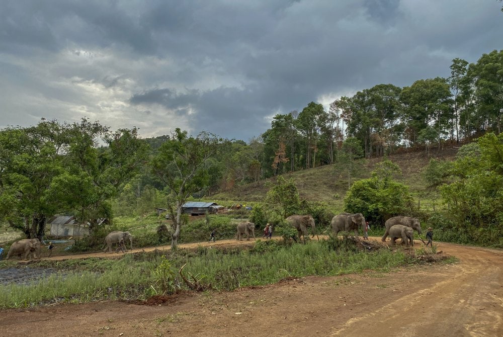 В Таиланде слонов возвращают в естественную среду обитания из-за COVID-19. К ним больше не приходят туристы 22