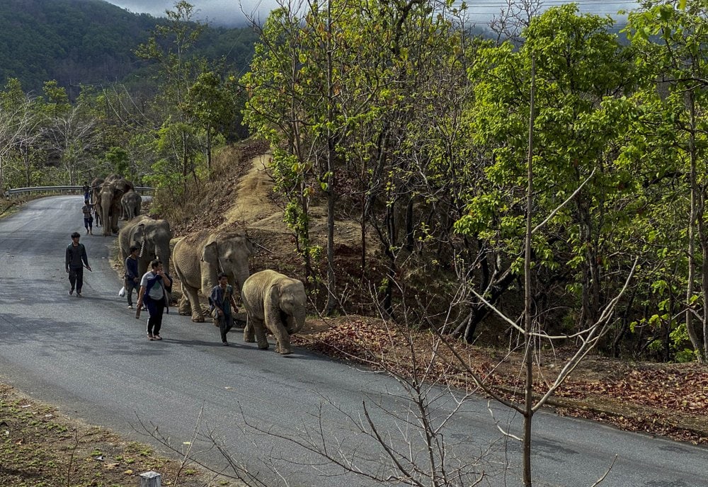 В Таиланде слонов возвращают в естественную среду обитания из-за COVID-19. К ним больше не приходят туристы 24