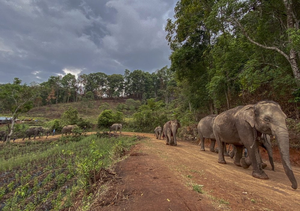 В Таиланде слонов возвращают в естественную среду обитания из-за COVID-19. К ним больше не приходят туристы 23