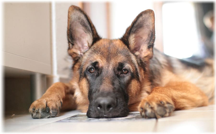 «Слишком поздно…»: собака нашла больницу, где лежал ее хозяин с COVID-19 12