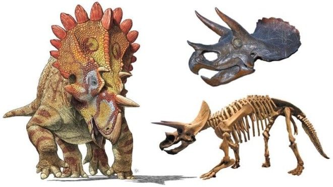 5 новейших фактов о динозаврах 16