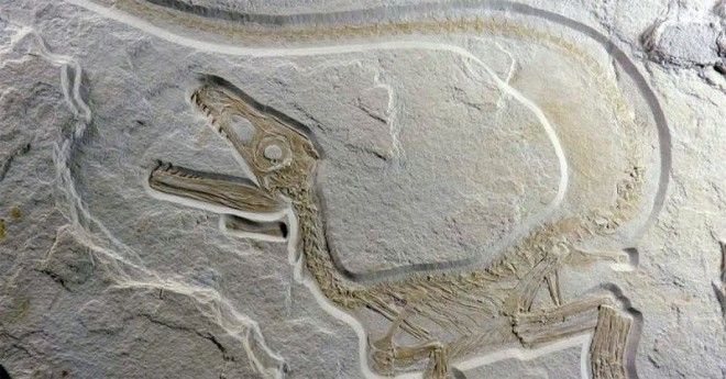 5 новейших фактов о динозаврах 19