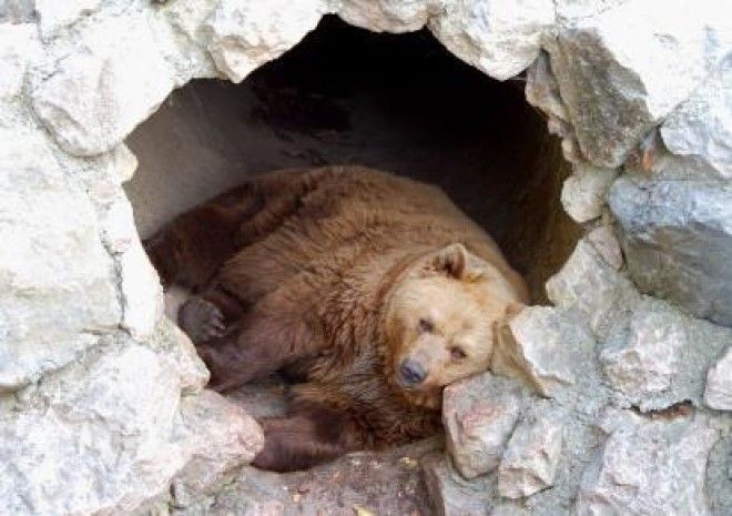 Что происходит с медведем во время зимней спячки? 11