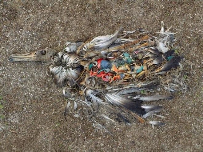 22 жутчайших фото-факта о том, как мусор убивает нашу планету 47