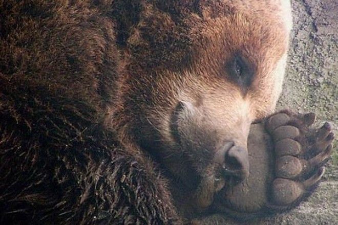 Что происходит с медведем во время зимней спячки? 10