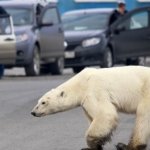 Белая медведица в поисках пропитания преодолела более 500 километров