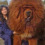 Тибетский мастиф. Самая дорогая собака на земле!