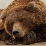 Что происходит с медведем во время зимней спячки?