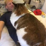 Соломон: один из самых больших котов в мире