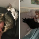 17 примеров вопиющей наглости, когда коты и собаки беспардонно вытесняли людей с их спальных мест