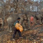 В Таиланде слонов возвращают в естественную среду обитания из-за COVID-19. К ним больше не приходят туристы
